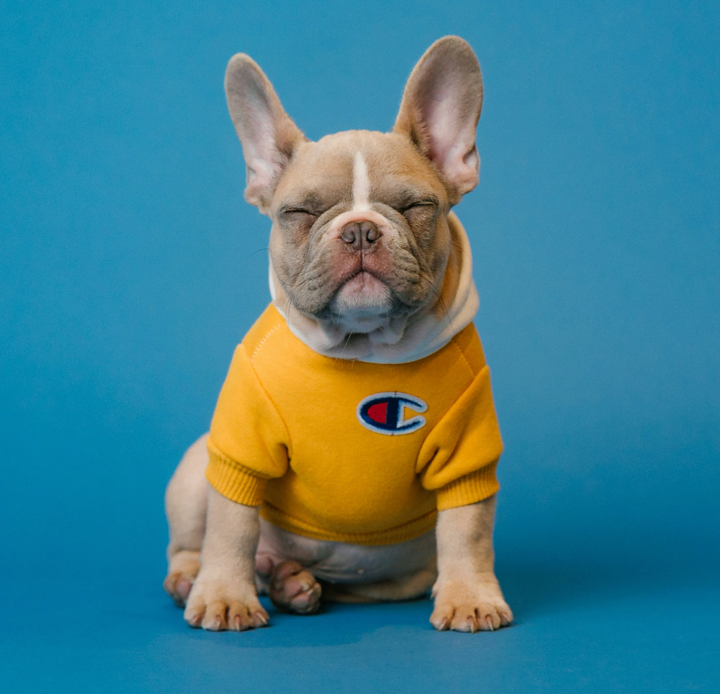 Unveiling Our Redesigned Site: Easier, Faster Pet Shopping Awaits!