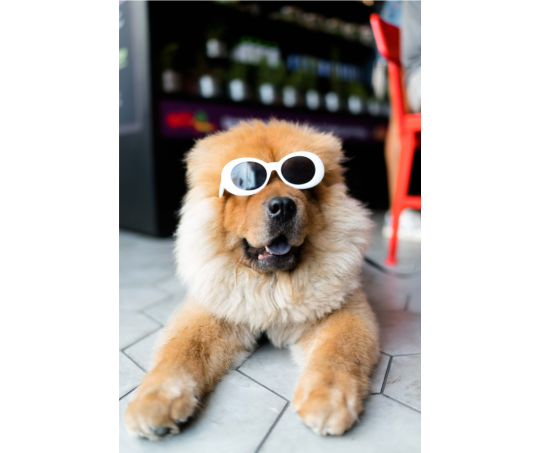 hot day for a dog