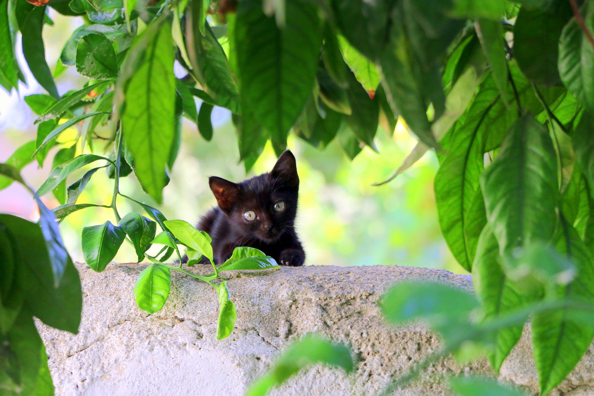 Best food for Cats?