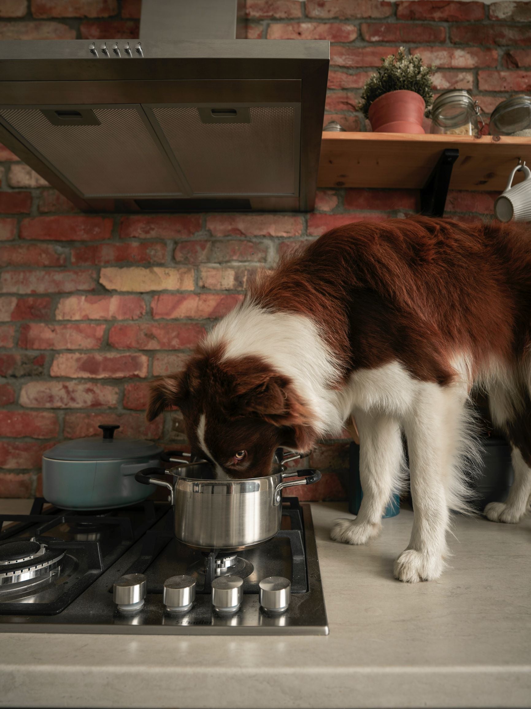 Raw Pet Food – Is it Safe?