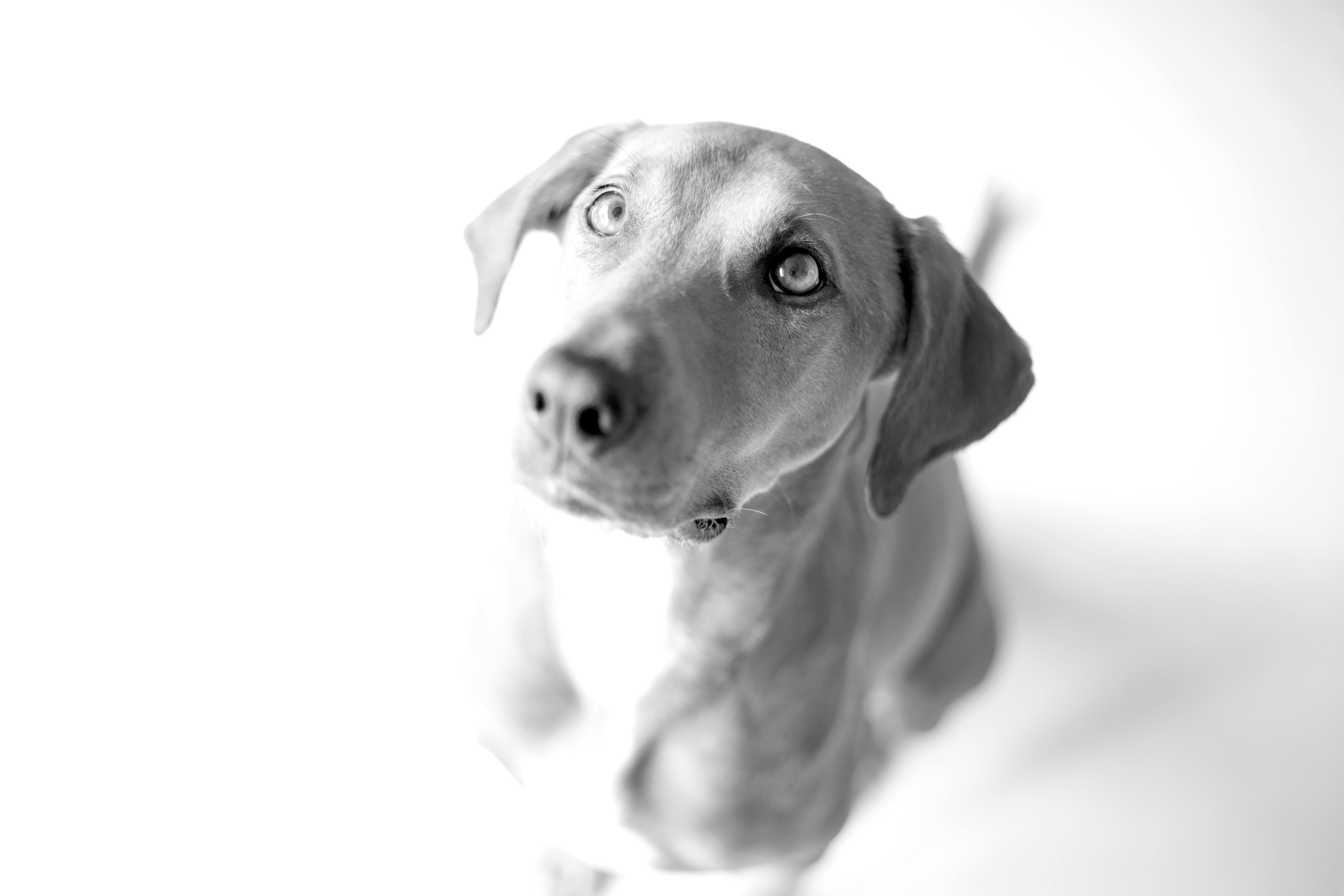 How to Capture and Celebrate Your Pet’s Milestones Over Time
