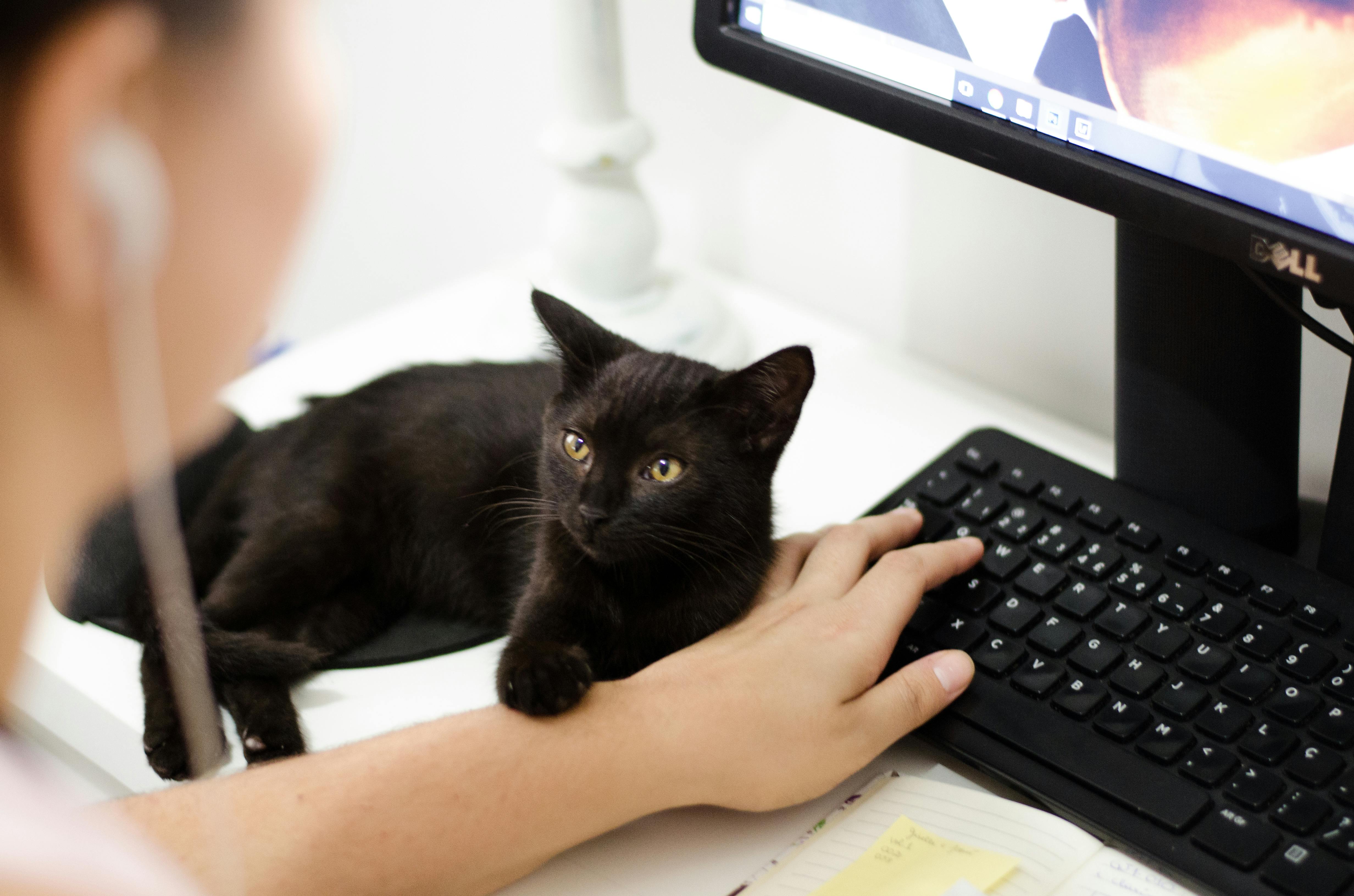 Balancing Paws and Plans: How to Launch a Business While Welcoming a New Pet