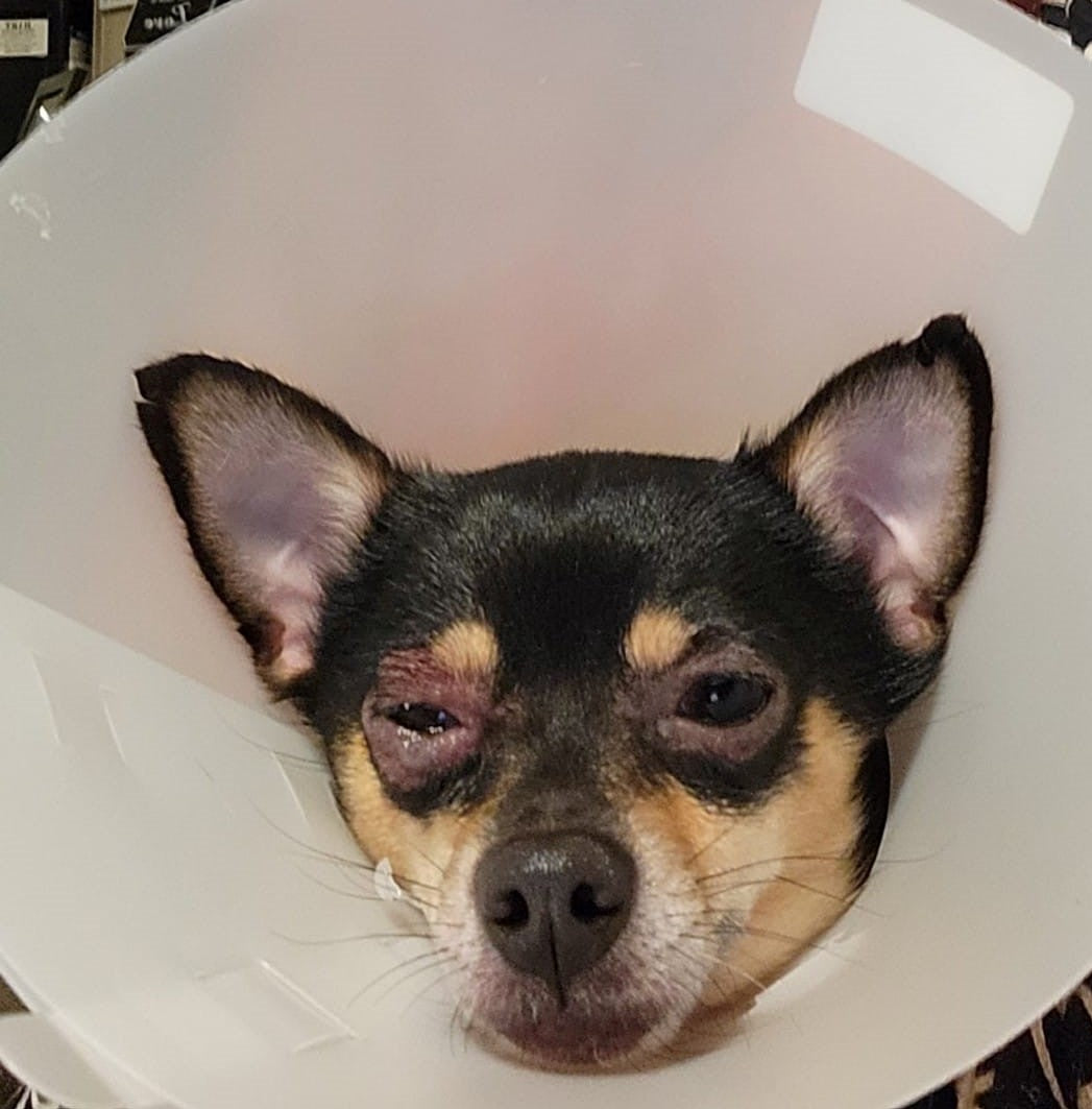 Pet calming supplement for injury or stress