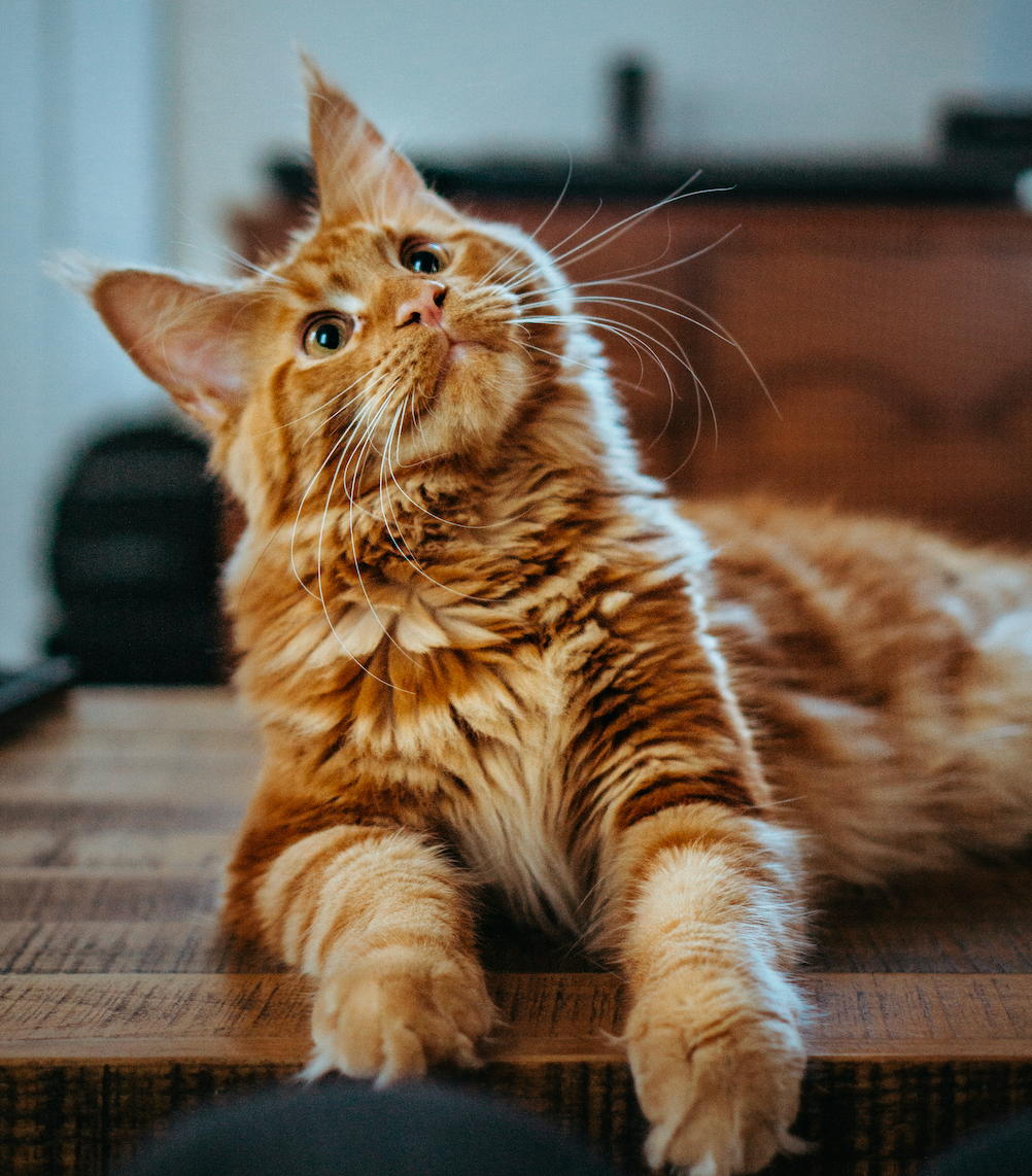 Cats