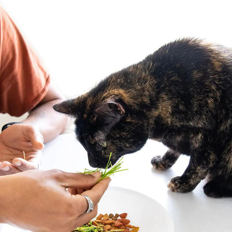 Cat Grass Easy Self-Grow Kits