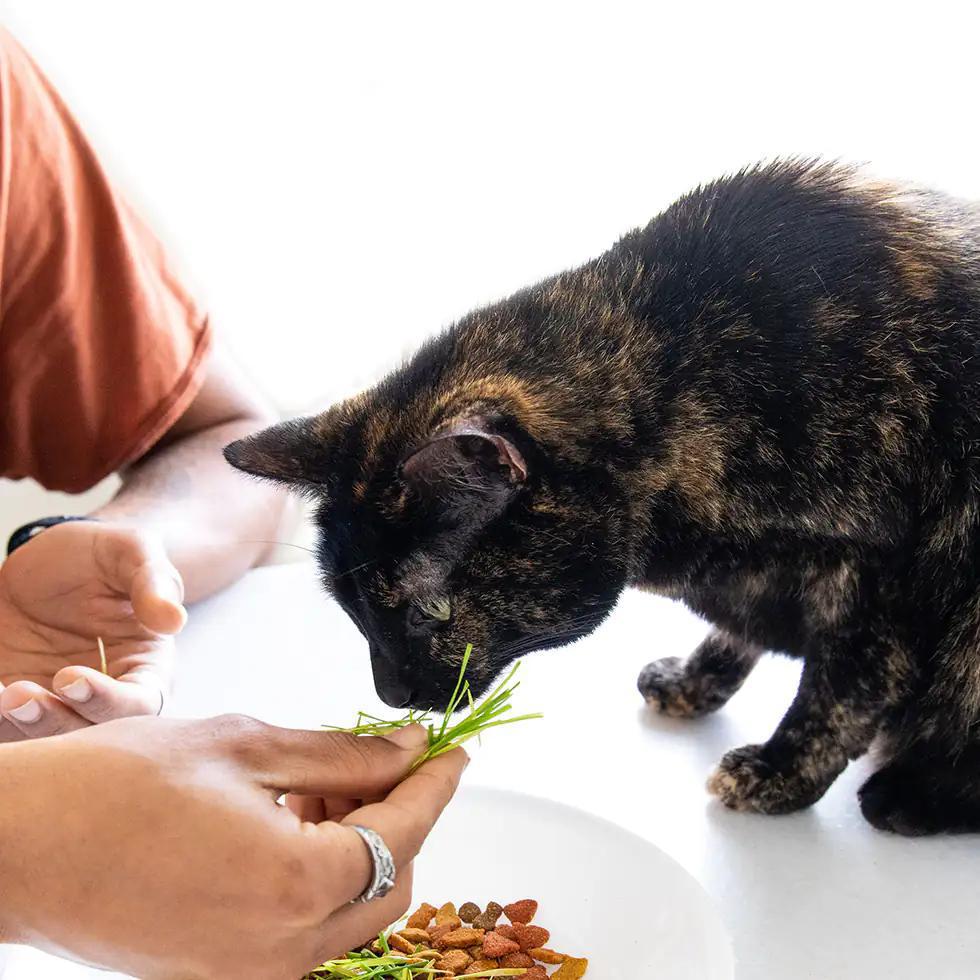 Cat Grass Easy Self-Grow Kits