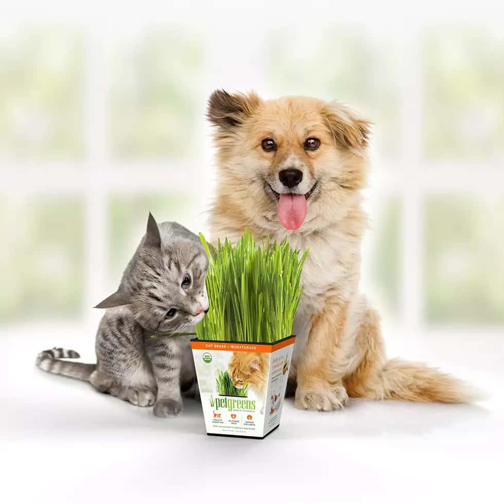 Cat Grass Easy Self-Grow Kits