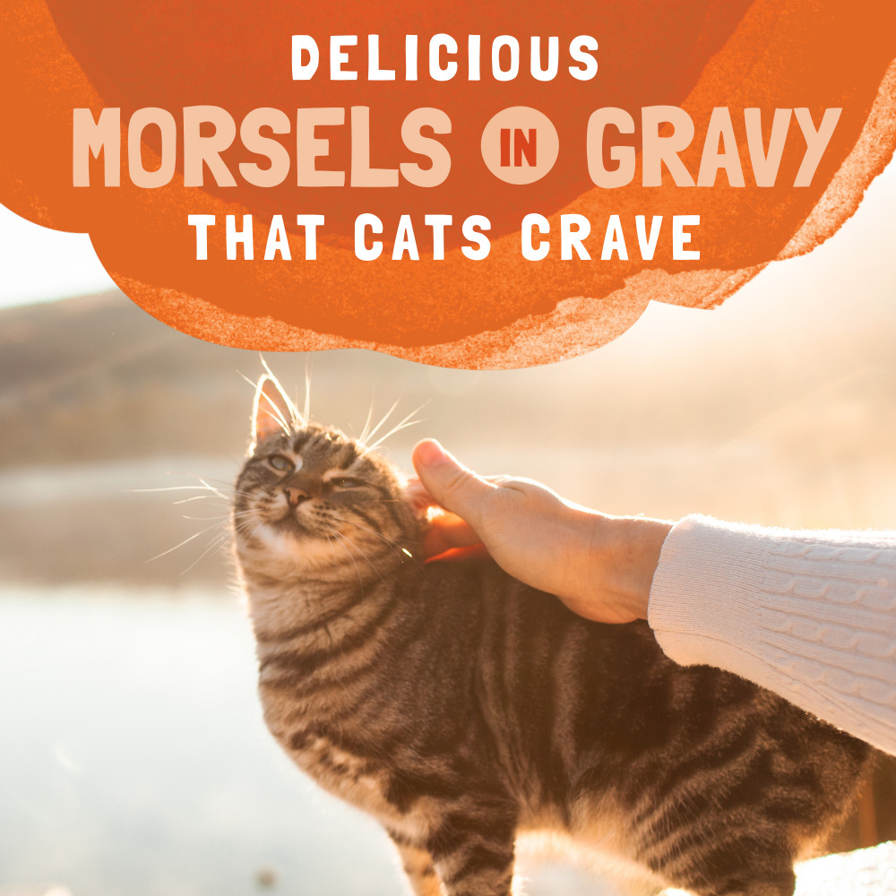 Natural Balance Original Ultra Platefulls Wet Cat Food, Turkey, Chicken, & Duck Morsels in Gravy Recipe