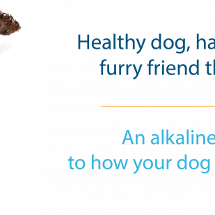 Canine Caviar Grain Free Puppy Holistic Entree Dry Dog Food