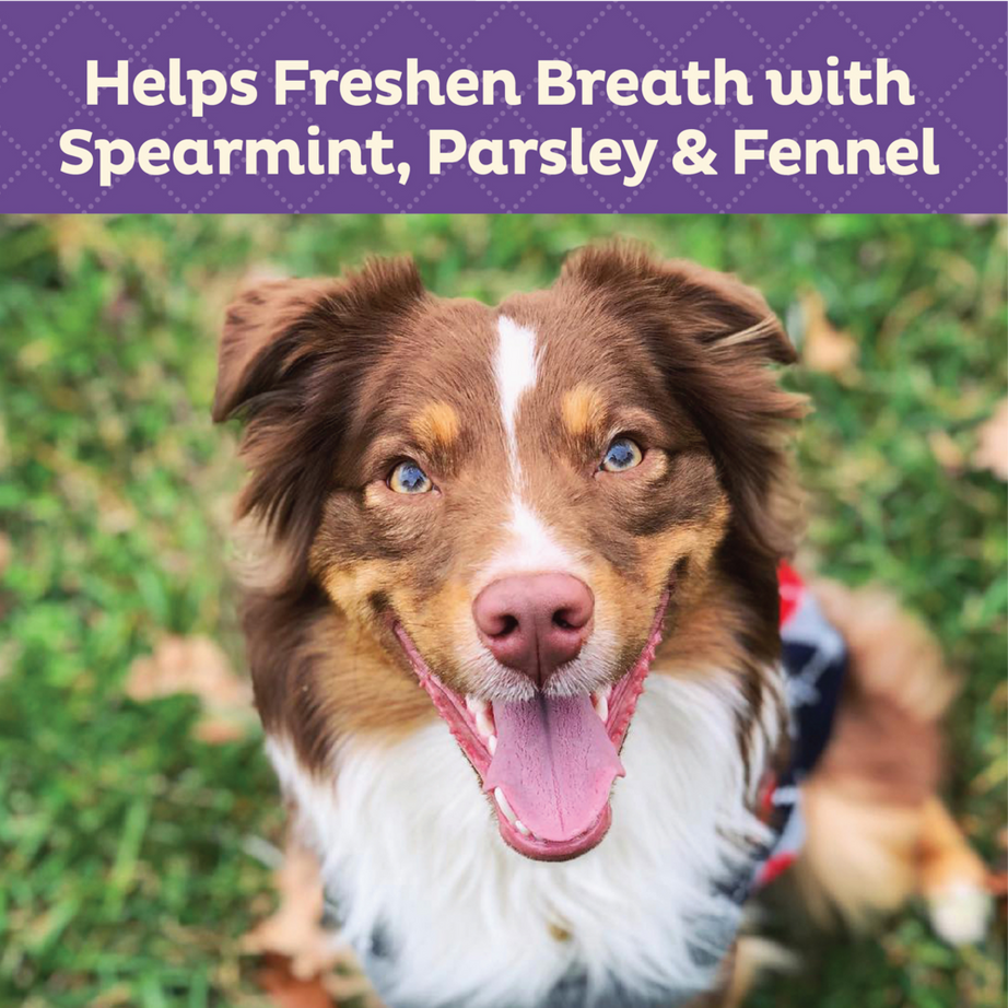 Old Mother Hubbard Mothers Solutions Crunchy Natural Minty Fresh Breath Recipe Biscuits Dog Treats