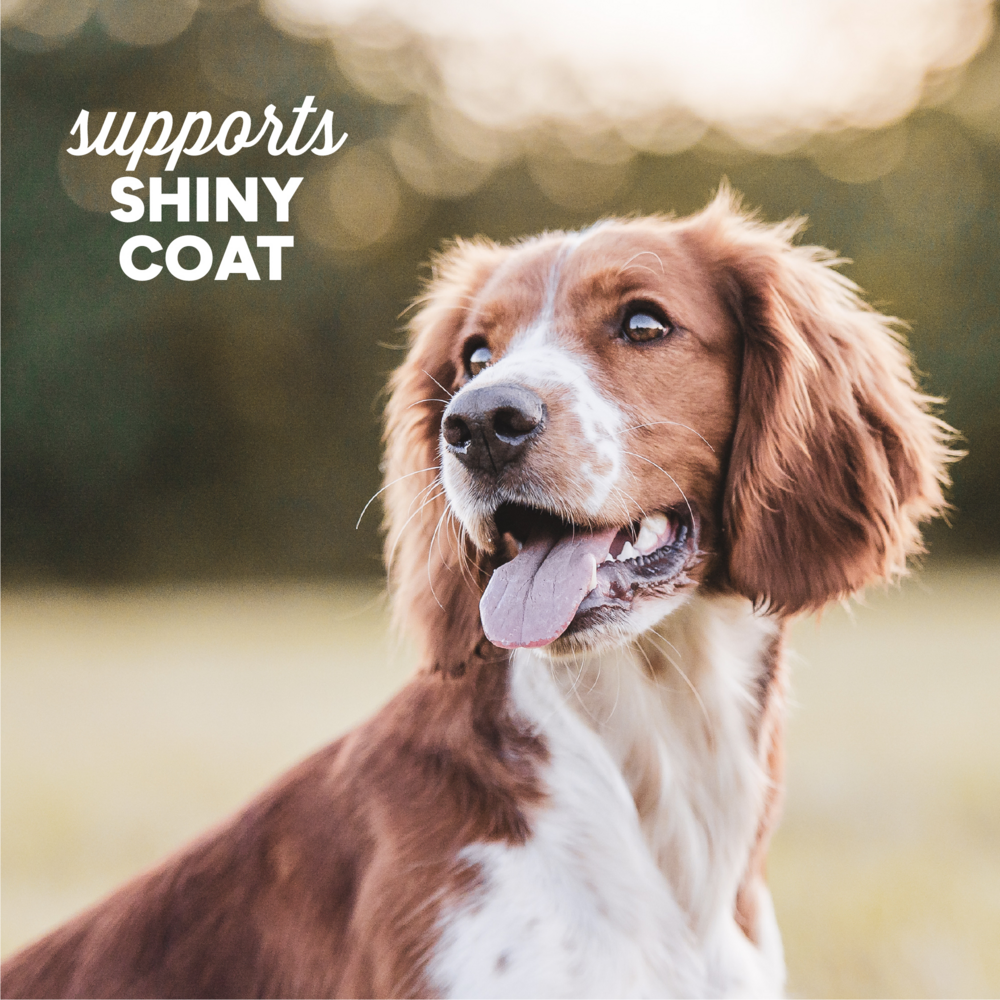 Cloud Star Dynamo Dog Functional Soft Chews Skin and Coat Salmon Dog Treats