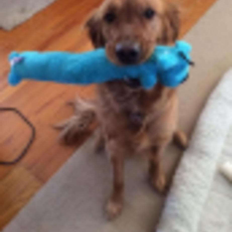 MultiPet Loofa Dog Toy