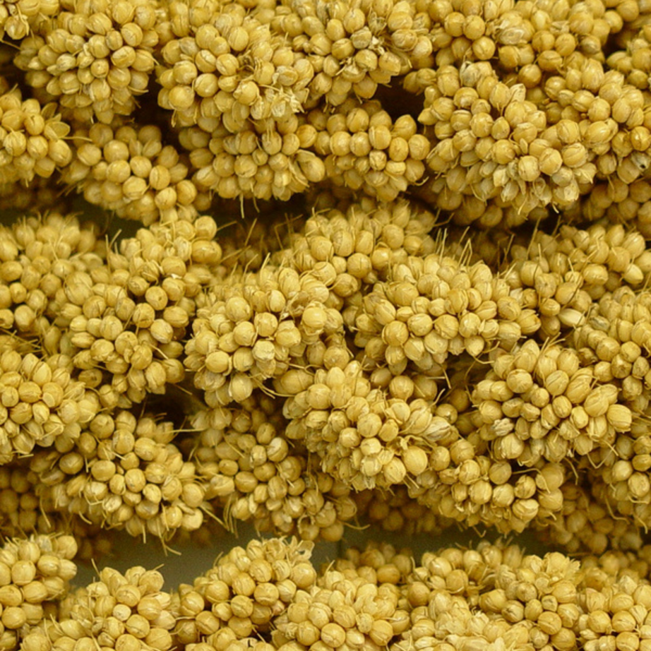 Higgins Spray Millet Treat