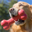 KONG Goodie Bone Dog Toy - Mr Mochas Pet Supplies