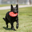 KONG Flyer Dog Toy - Mr Mochas Pet Supplies