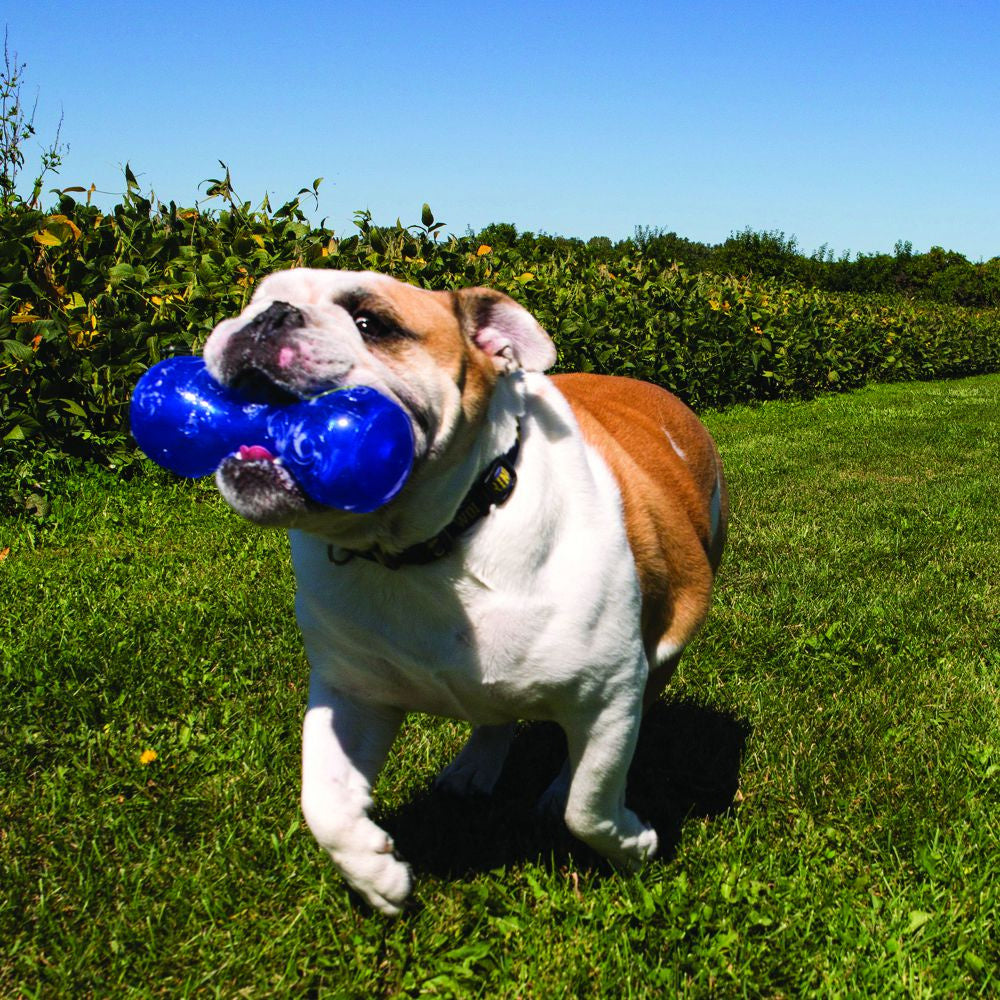 KONG Squeezz Dumbbell Dog Toy - Mr Mochas Pet Supplies