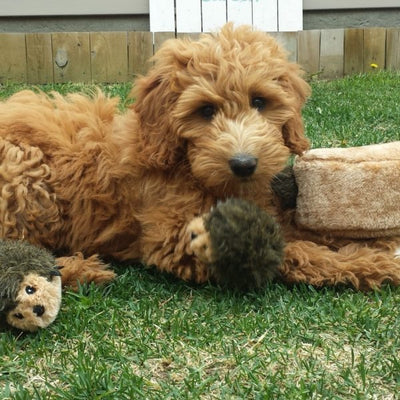 ZippyPaws Zippy Burrow Hedgehog Den Hide & Seek Puzzle Dog Toy - Mr Mochas Pet Supplies