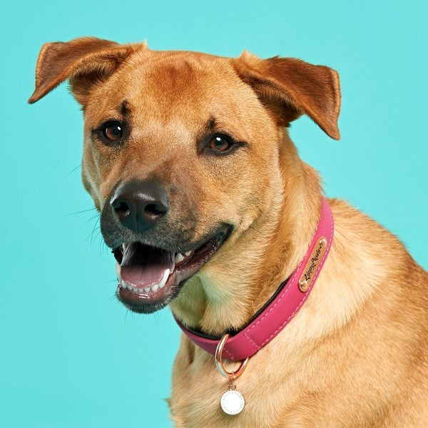 ZippyPaws Vivid Collection Magenta Dog Collar - Mr Mochas Pet Supplies
