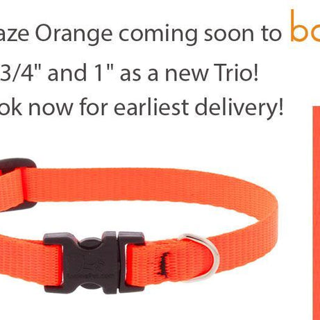 Lupine 1 inch 15-22 Martingale Training Collar